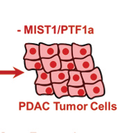 Konieczny Lab has developed a new strategy to induce terminal differentiation of pancreatic cancer cells.